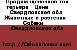 Продам щеночков той терьера › Цена ­ 3 500 - Свердловская обл. Животные и растения » Собаки   . Свердловская обл.